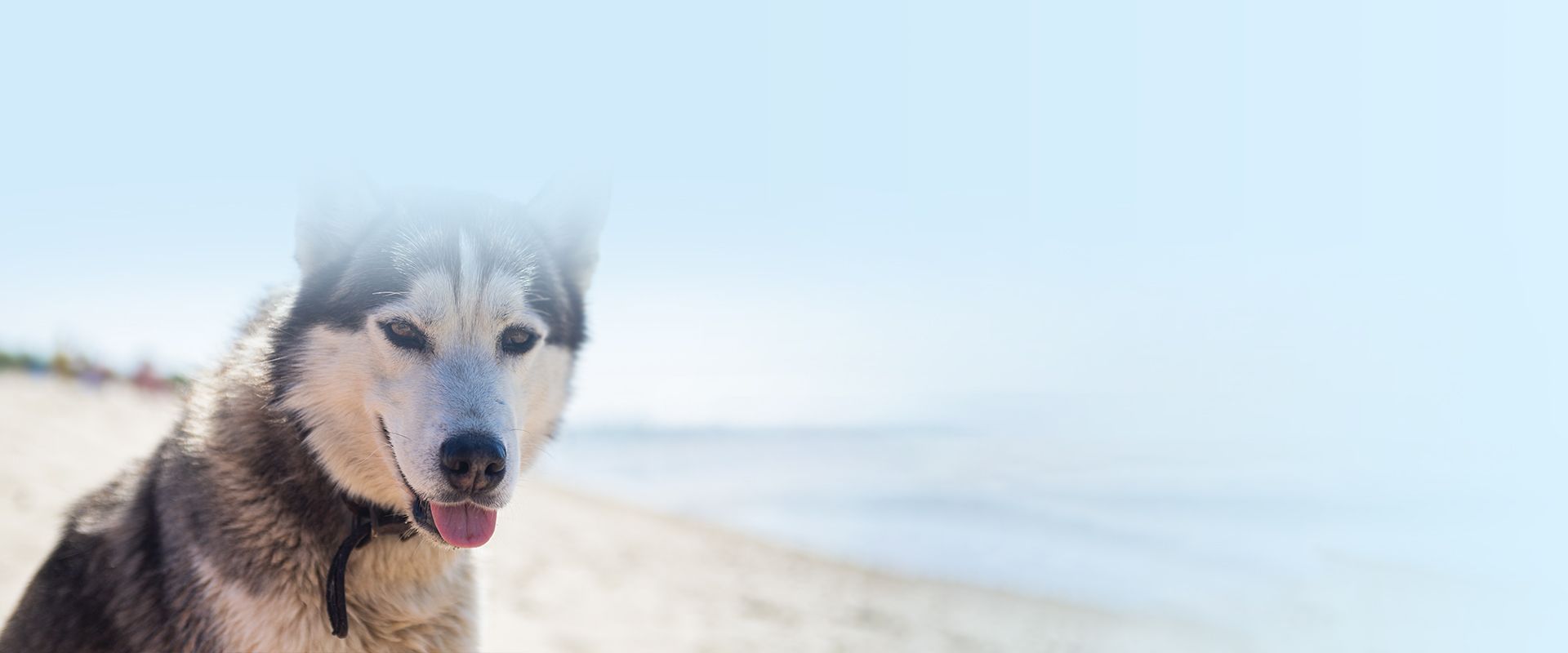 happy siberian husky dog on the coast of the sea