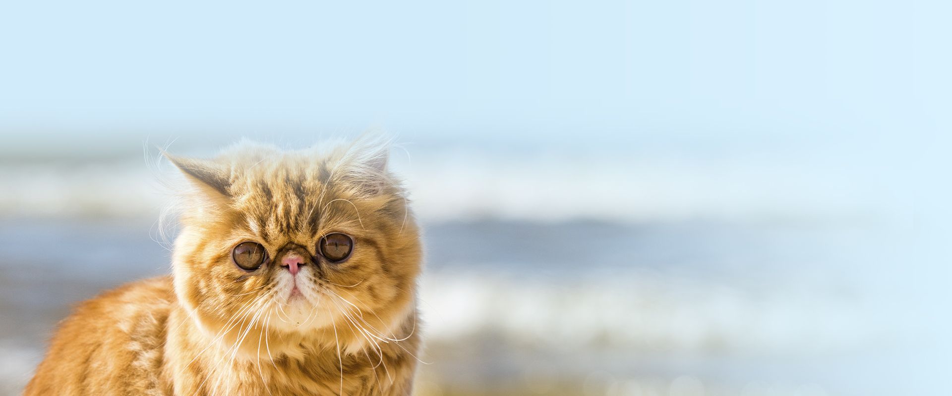 red persian cat is sitting on the beach looking at the camera