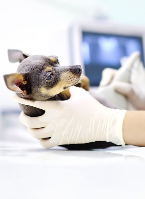 chihuahua dog having ultrasound scan at coastal animal medical center