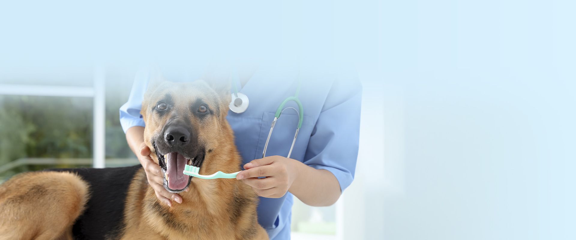 veterinarian cleaning the teeth from a german shepherd dog