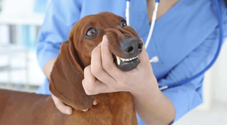 veterinarian examining the teeth of dachshund dog