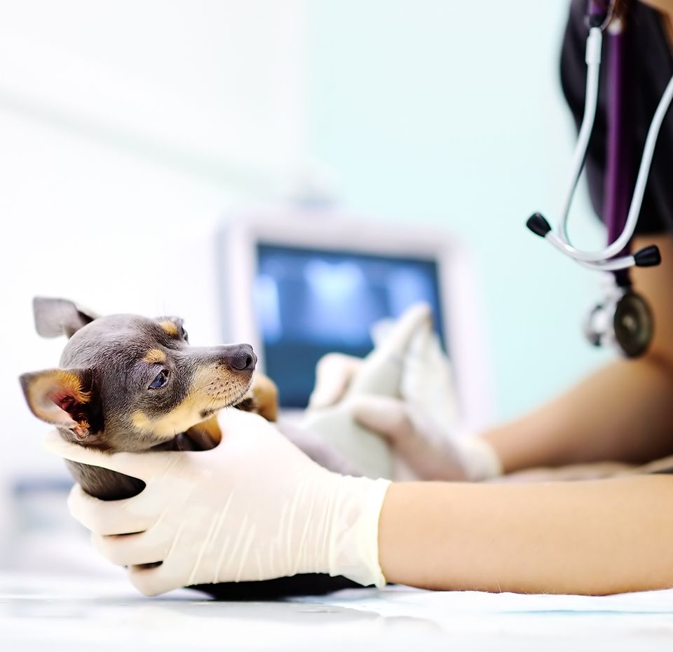 chihuahua dog having ultrasound scan at coastal animal medical center