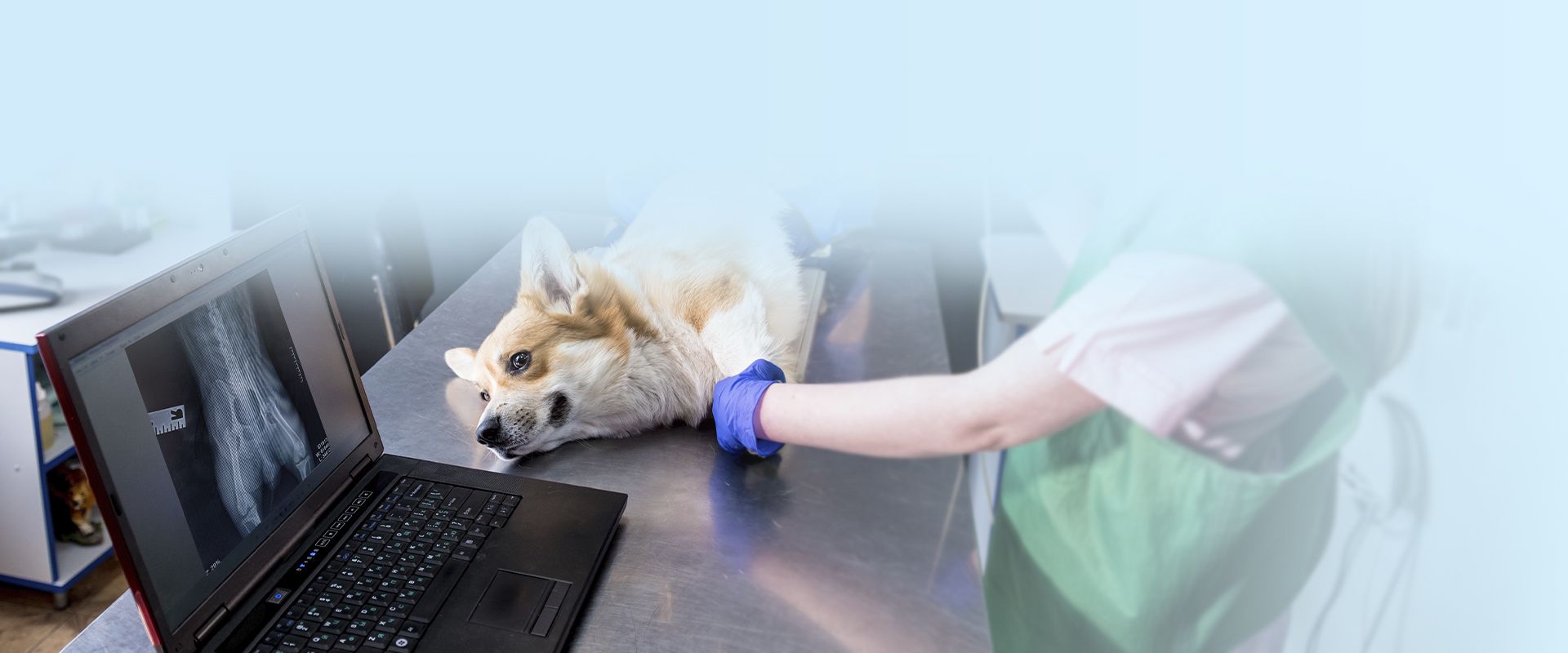 veterinarian examining a corgi dog in a x-ray room