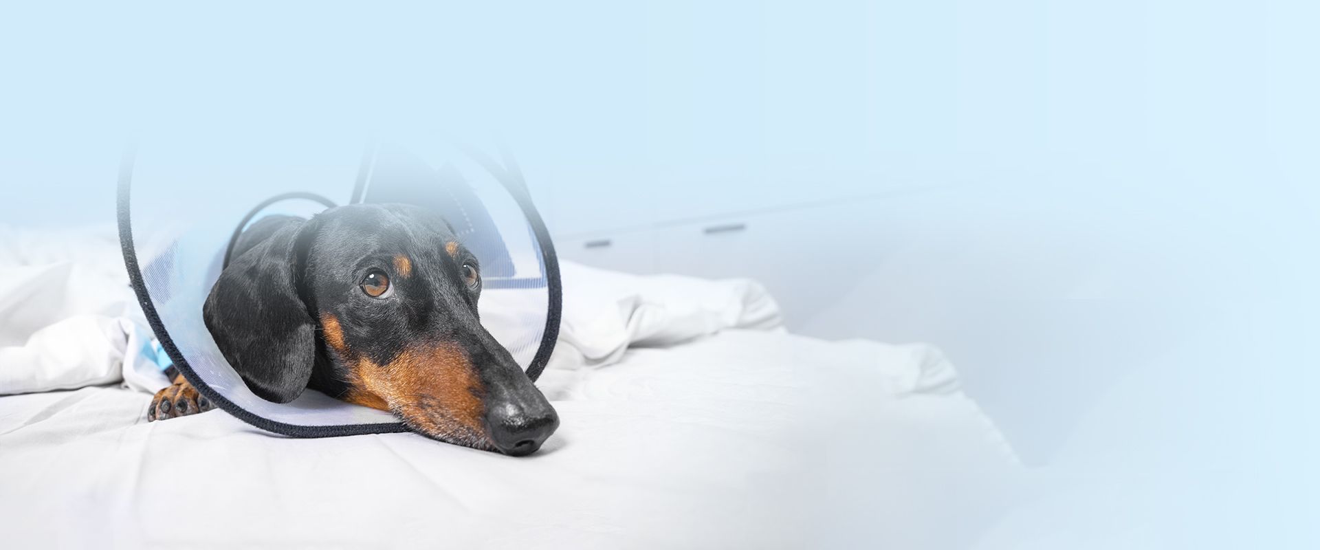 dachshund dog after treatment with high-frequency radiosurgery