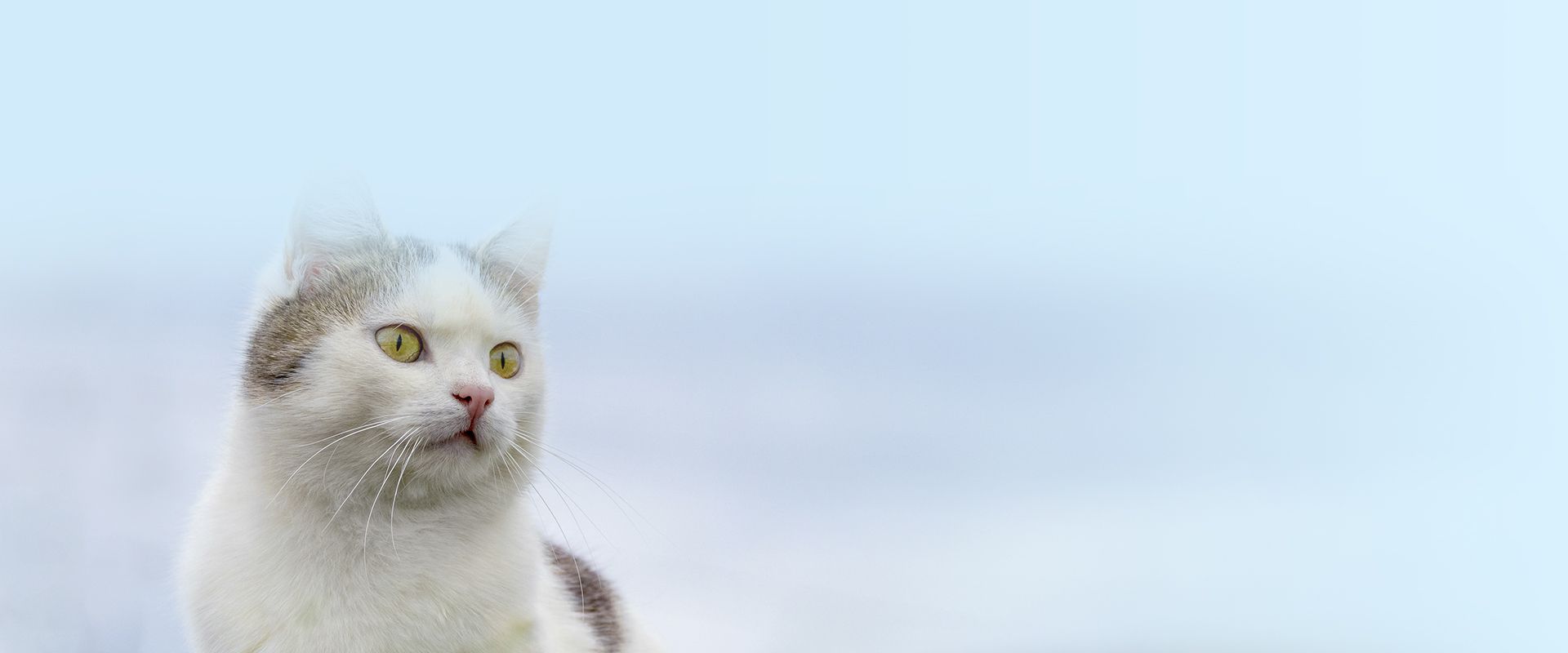 white spotted cat with green eyes sitting on the grass on a background of blue sky