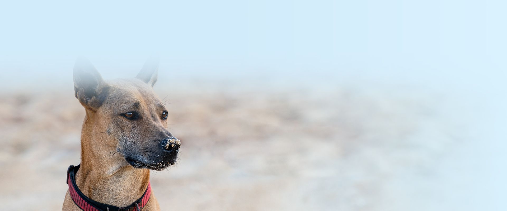 brown dog sitting on the sand beach