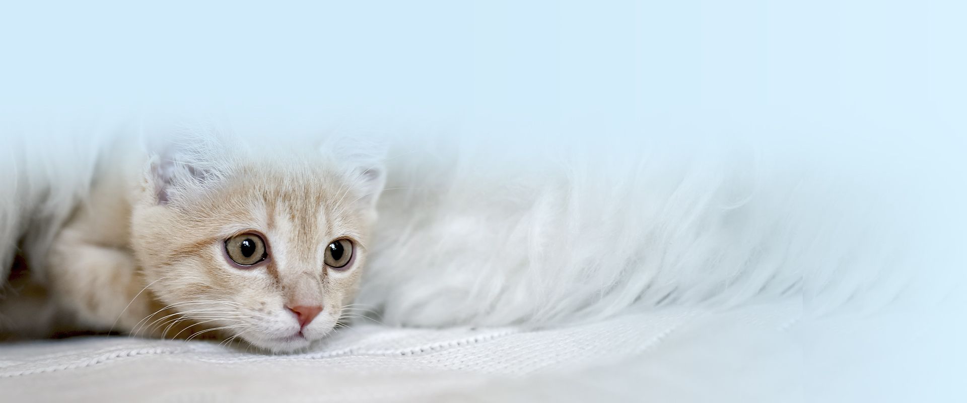 orange cat hiding inside some blankets on a bed