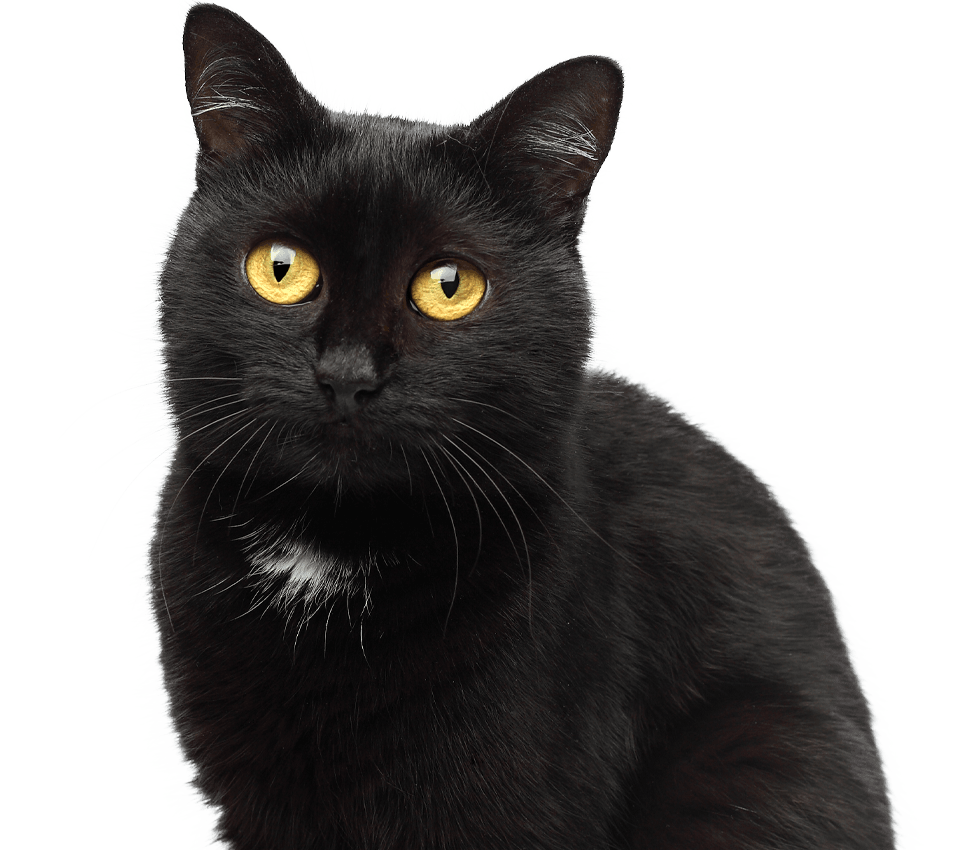 black cat with green eyes on transparent background