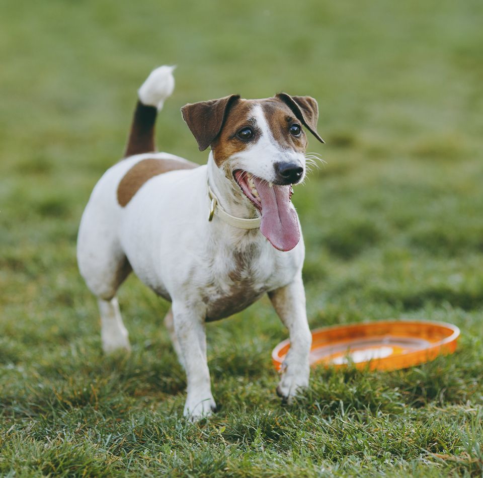 funny jack russel terrier playing with a toy in the yard