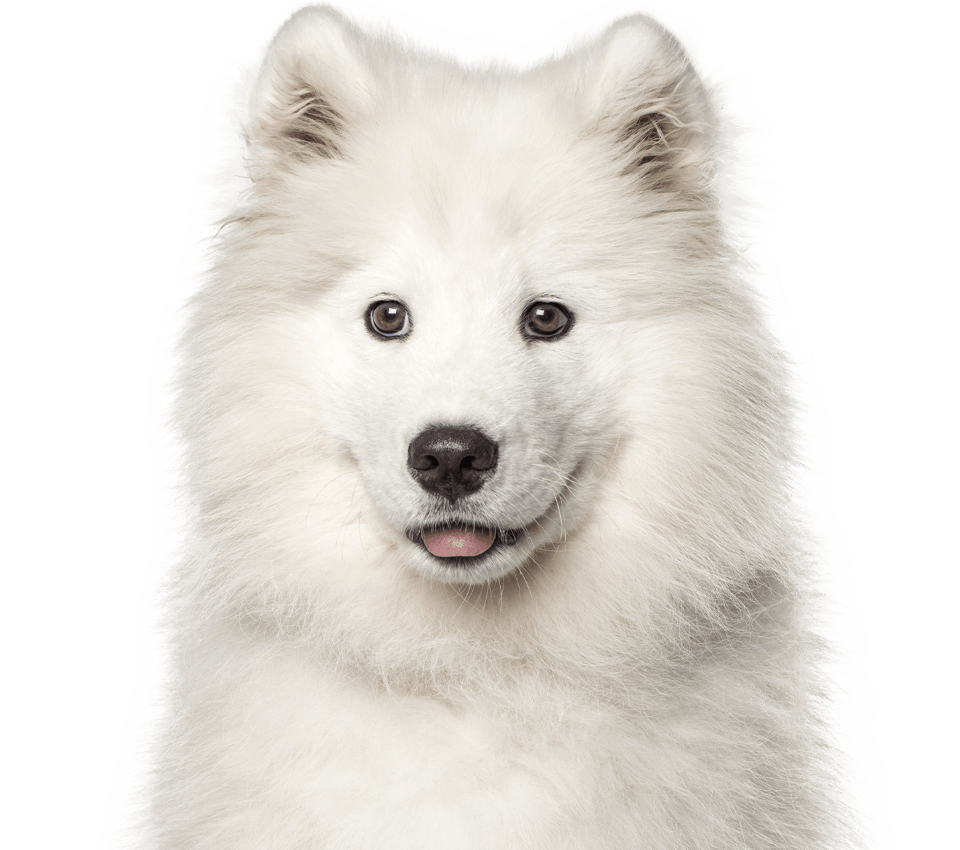 white samoyed puppy on transparent background