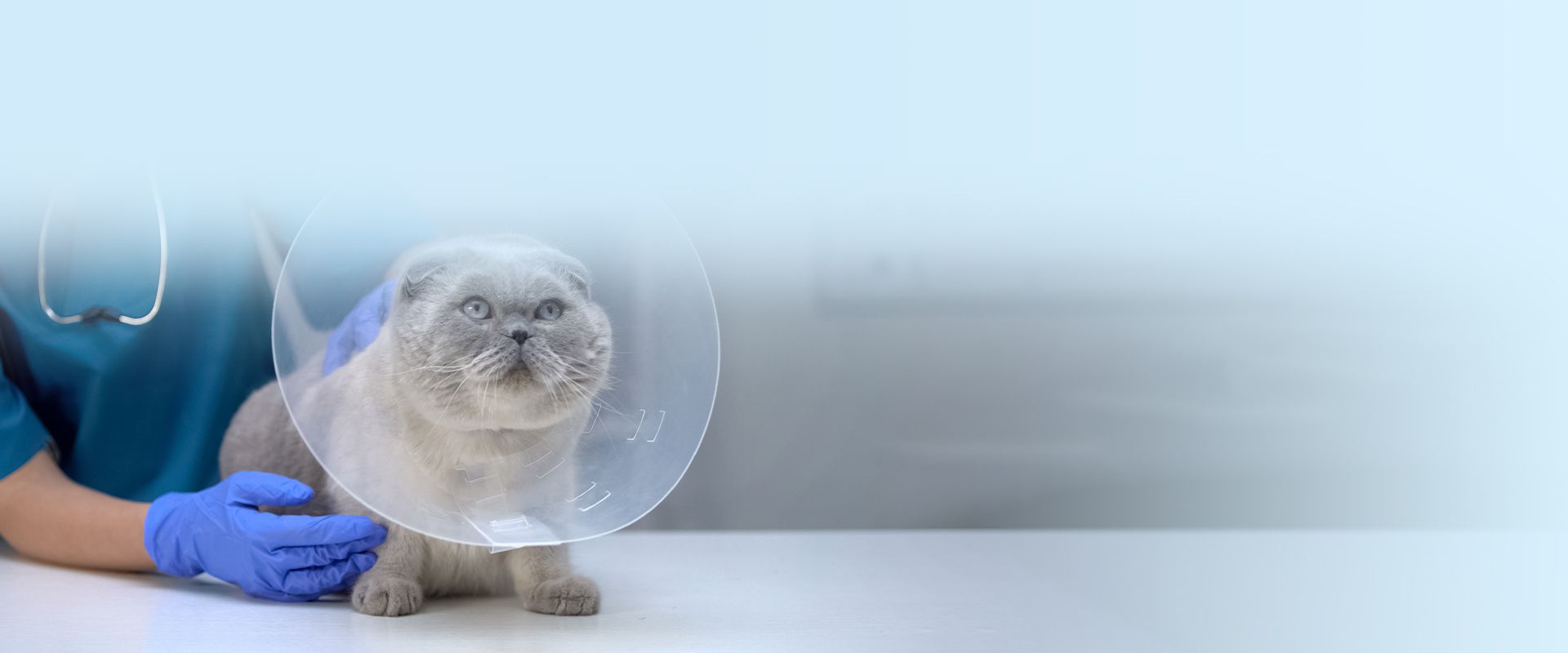 gray cat with blue eyes with an elizabethan collar after his sterilization surgery