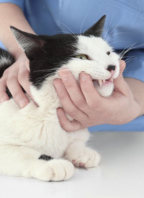 veterinarian examining cat's teeth