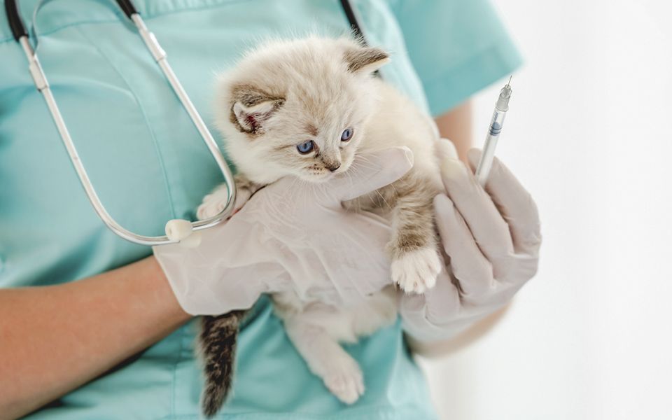 veterinarian holding in her hands ragdol kitten and going to vaccinate it
