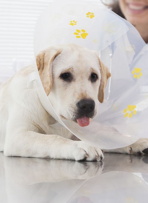 yellow labrador puppy after his sterilization surgery at coastal animal medical center